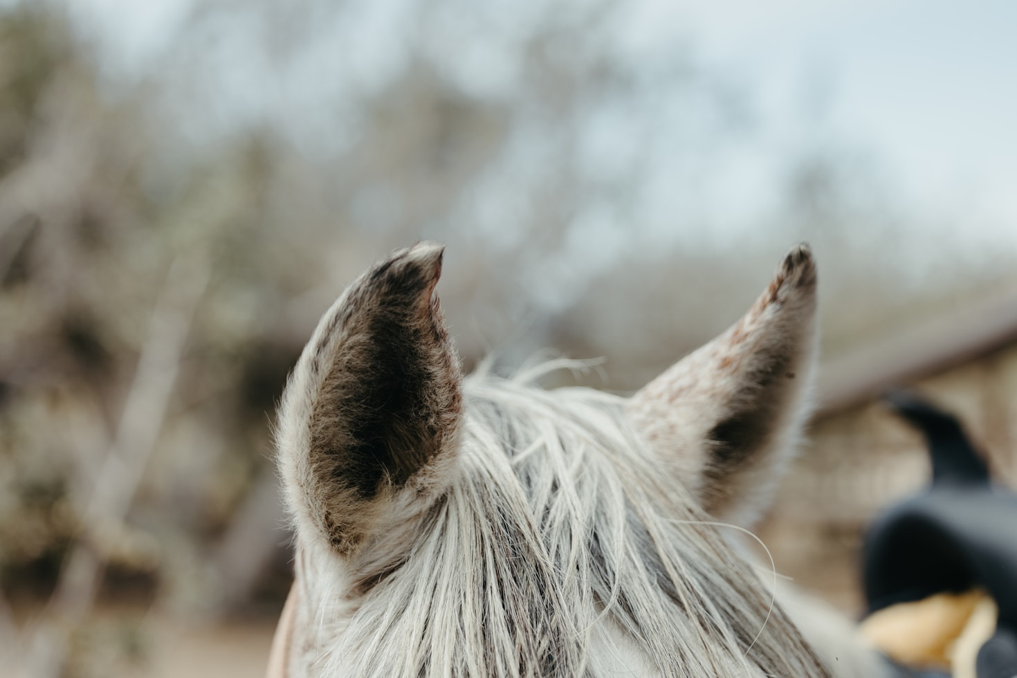 How Rescued Horses Changed My Life