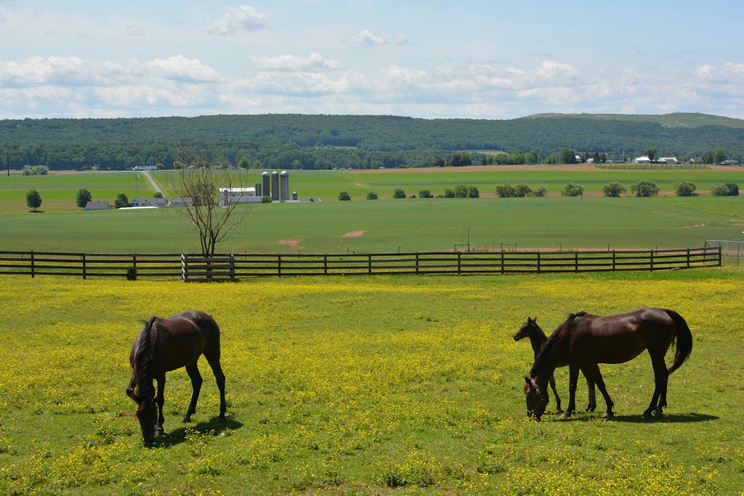The Rewards of Caring for Rescued Horses