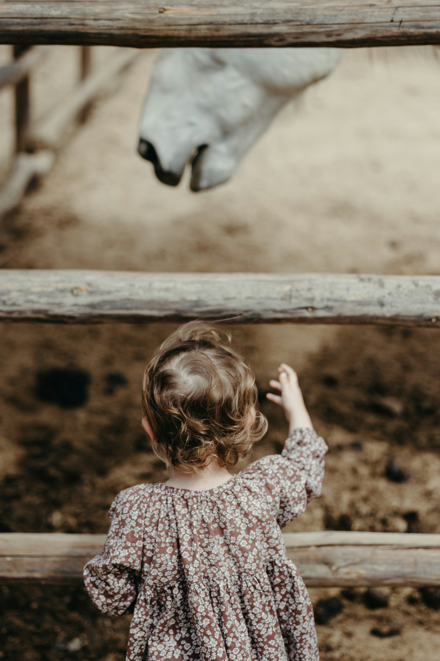 My Journey from Corporate to Country Living