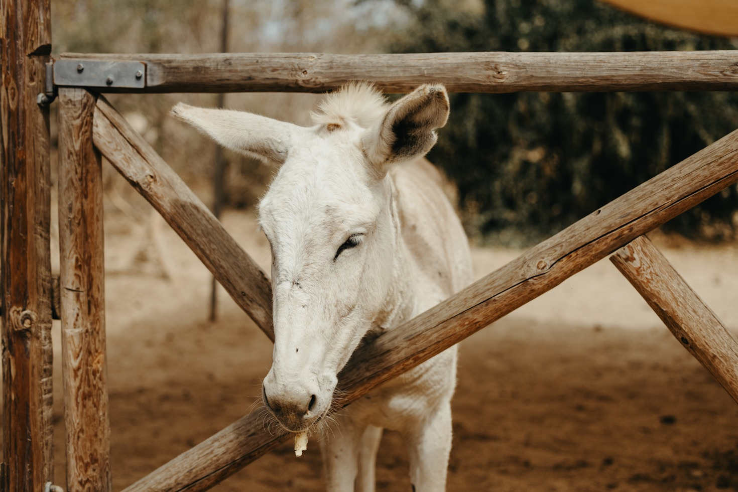 A Day in the Life on a Horse Rescue Farm