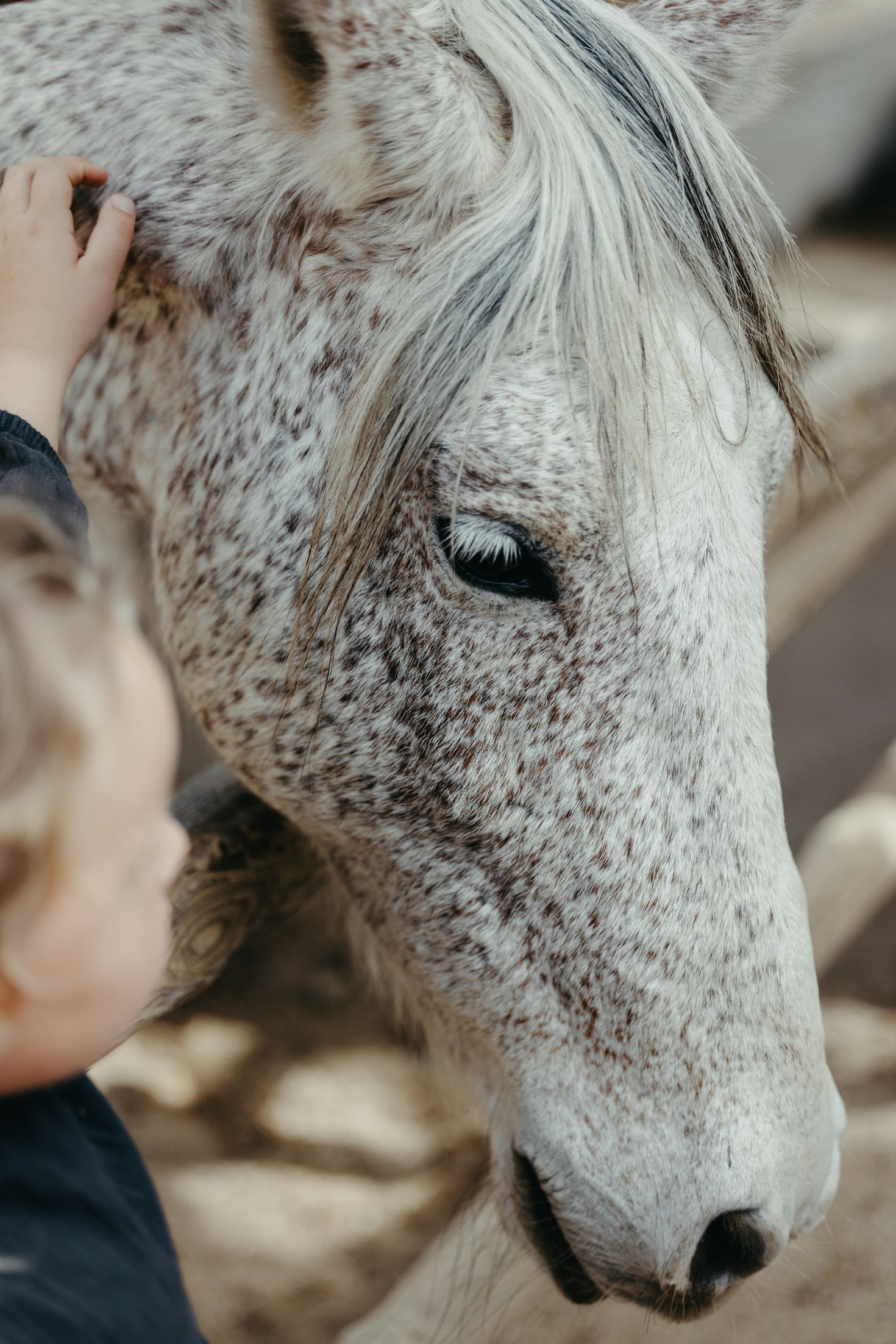 Stories Behind the Horses: Rescue and Recovery